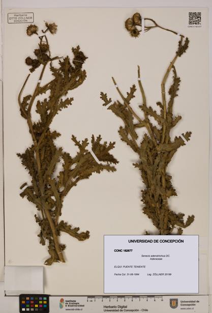 Senecio adenotrichius [Espécimen: UDEC:CONC:0182677]