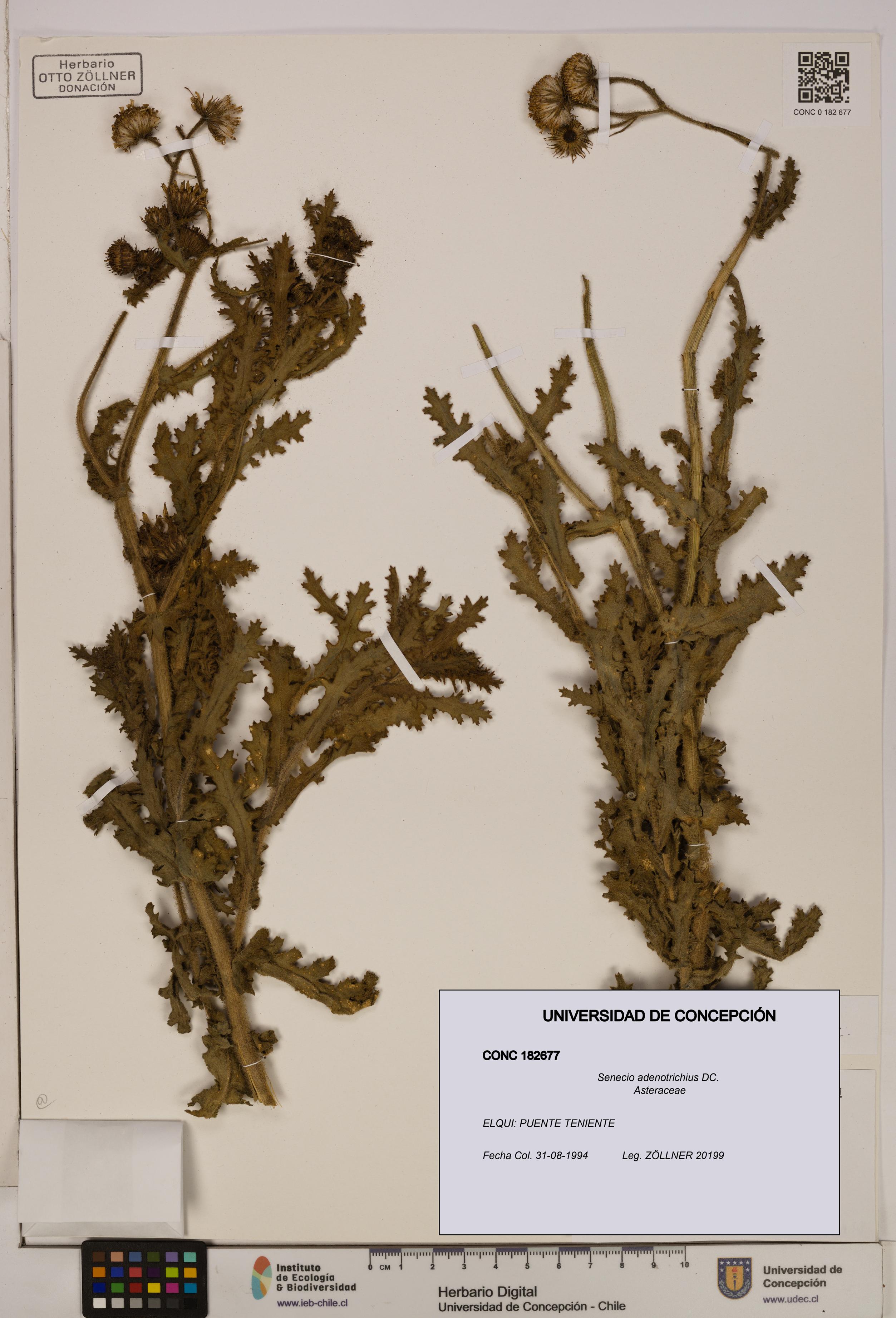 Senecio adenotrichius [Espécimen: UDEC:CONC:0182677]