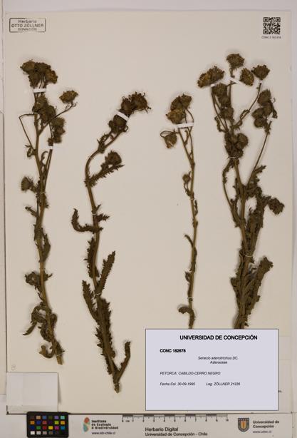 Senecio adenotrichius [Espécimen: UDEC:CONC:0182678]