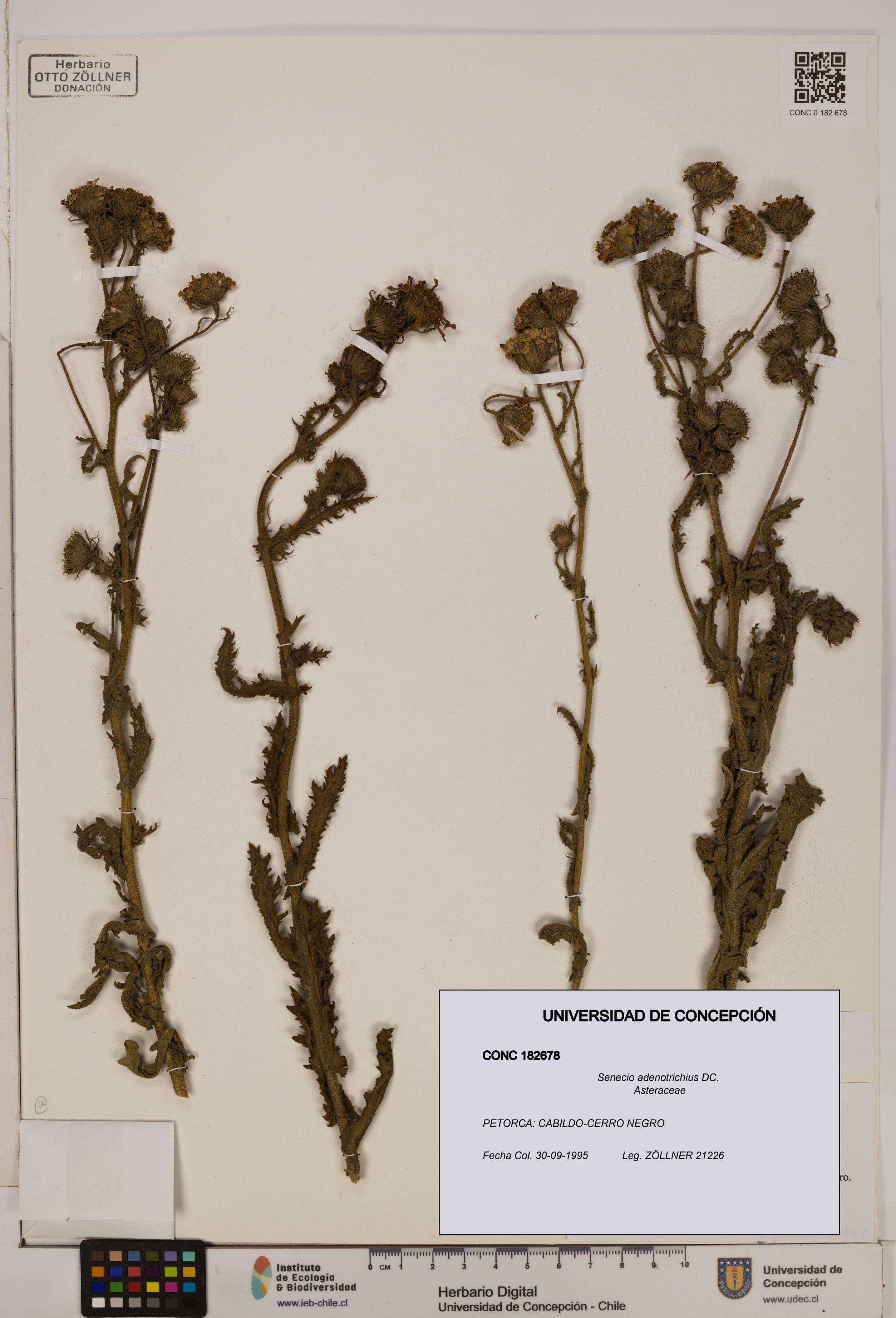 Senecio adenotrichius [Espécimen: UDEC:CONC:0182678]