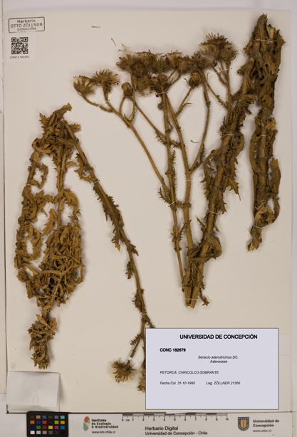Senecio adenotrichius [Espécimen: UDEC:CONC:0182679]