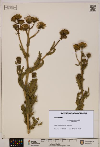 Senecio adenotrichius [Espécimen: UDEC:CONC:0182680]