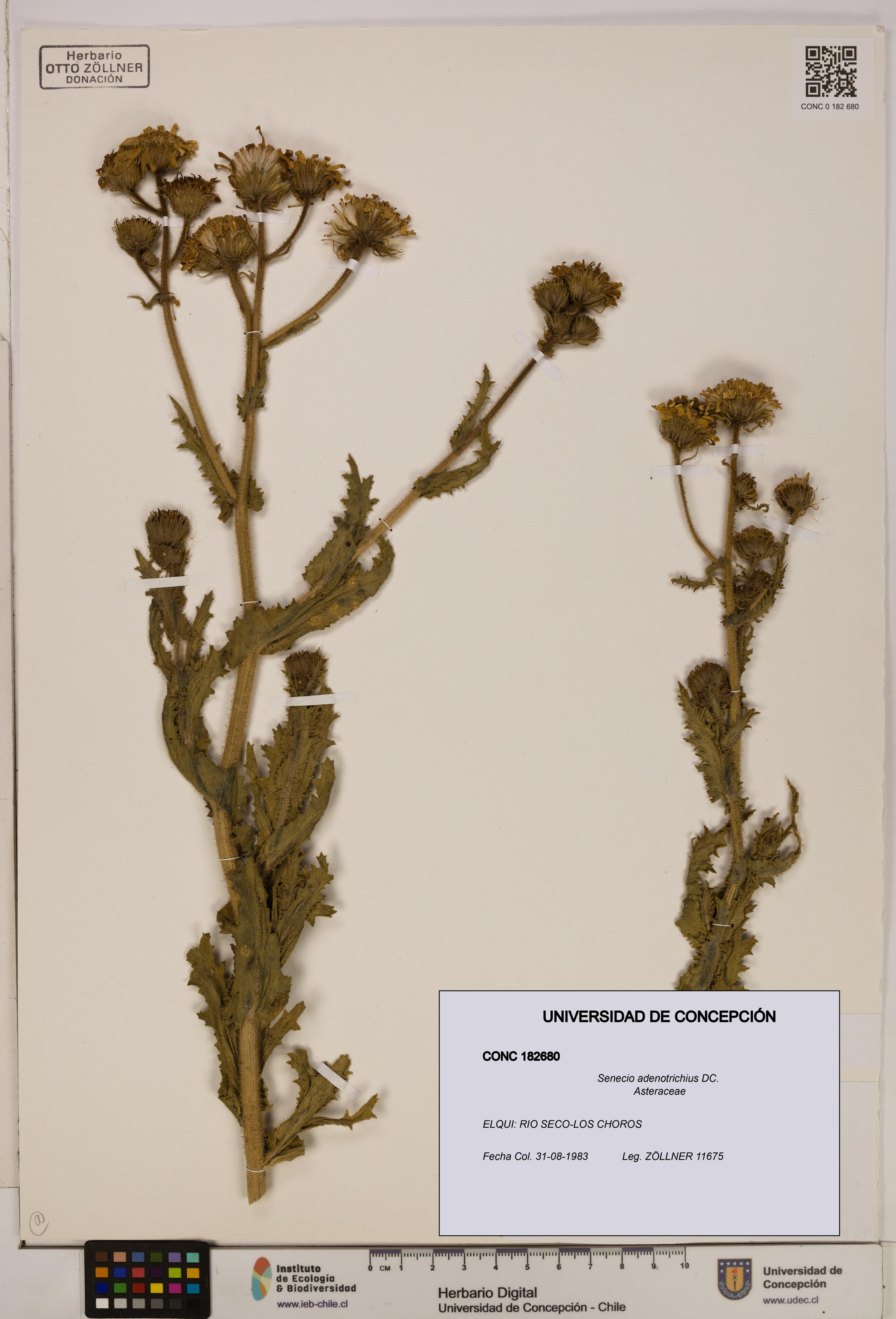 Senecio adenotrichius [Espécimen: UDEC:CONC:0182680]