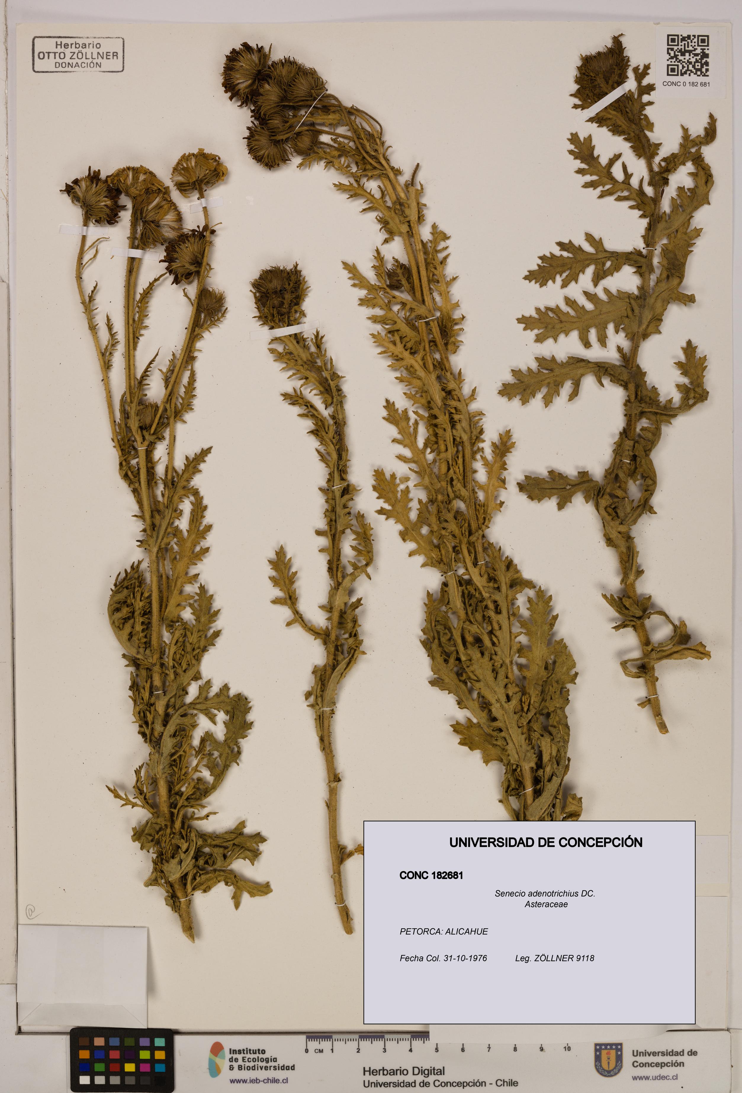 Senecio adenotrichius [Espécimen: UDEC:CONC:0182681]