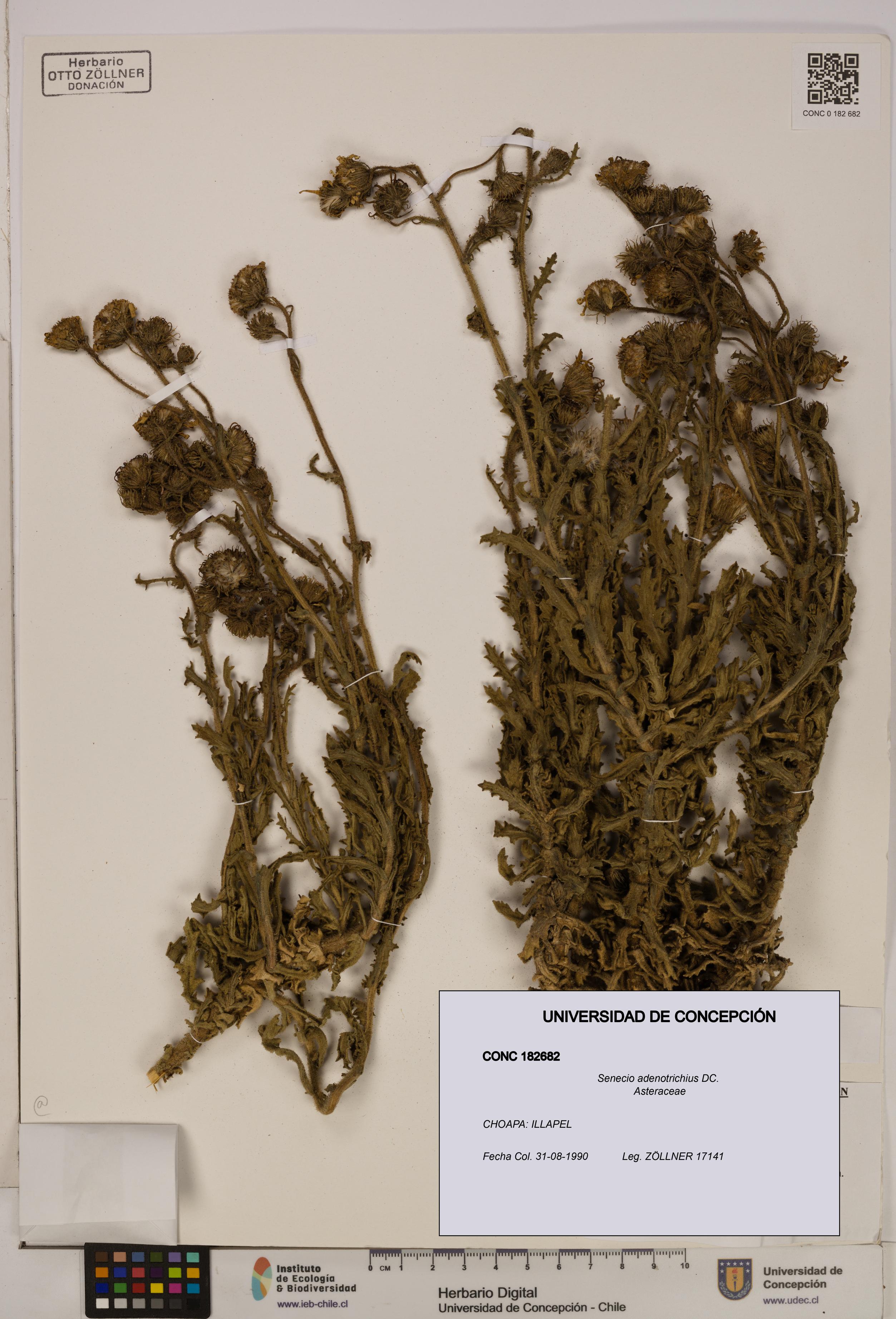 Senecio adenotrichius [Espécimen: UDEC:CONC:0182682]