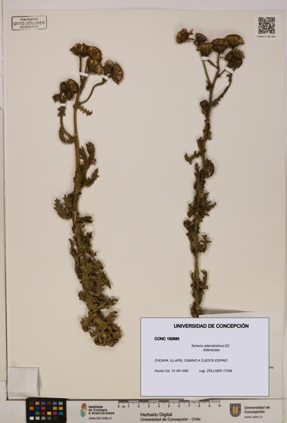 Senecio adenotrichius [Espécimen: UDEC:CONC:0182683]