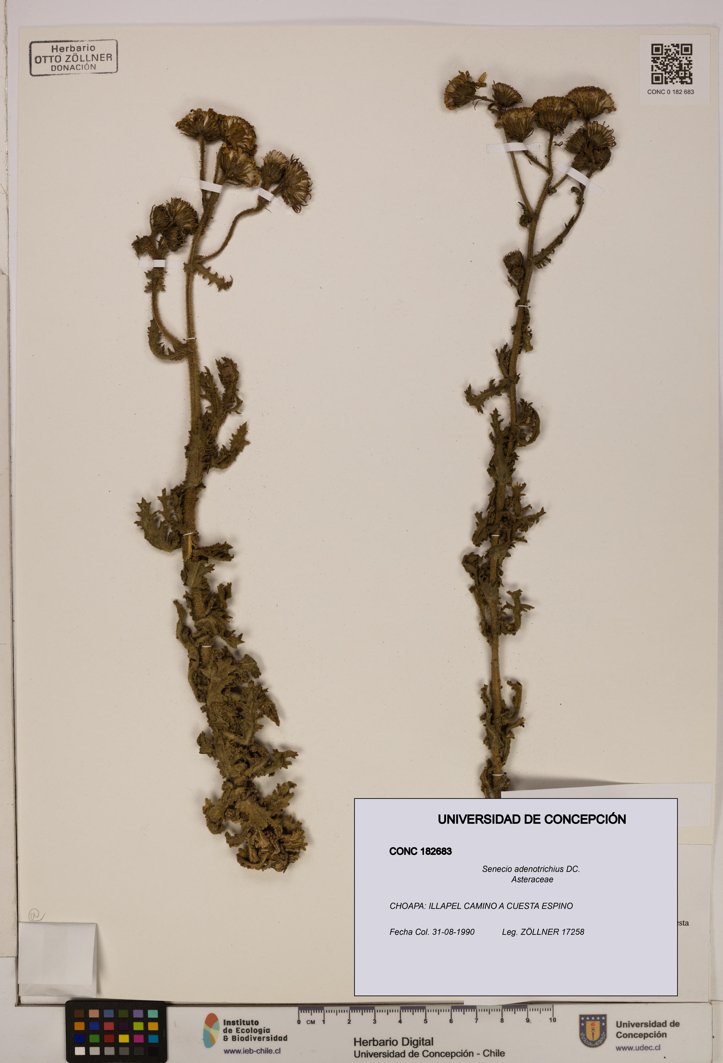 Senecio adenotrichius [Espécimen: UDEC:CONC:0182683]