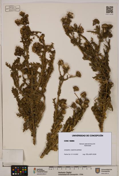Senecio adenotrichius [Espécimen: UDEC:CONC:0182684]