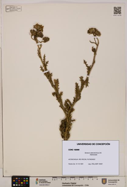 Senecio adenotrichius [Espécimen: UDEC:CONC:0182685]