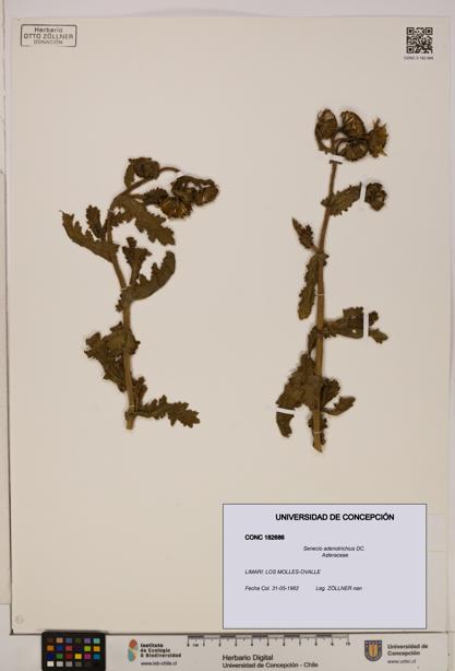 Senecio adenotrichius [Espécimen: UDEC:CONC:0182686]