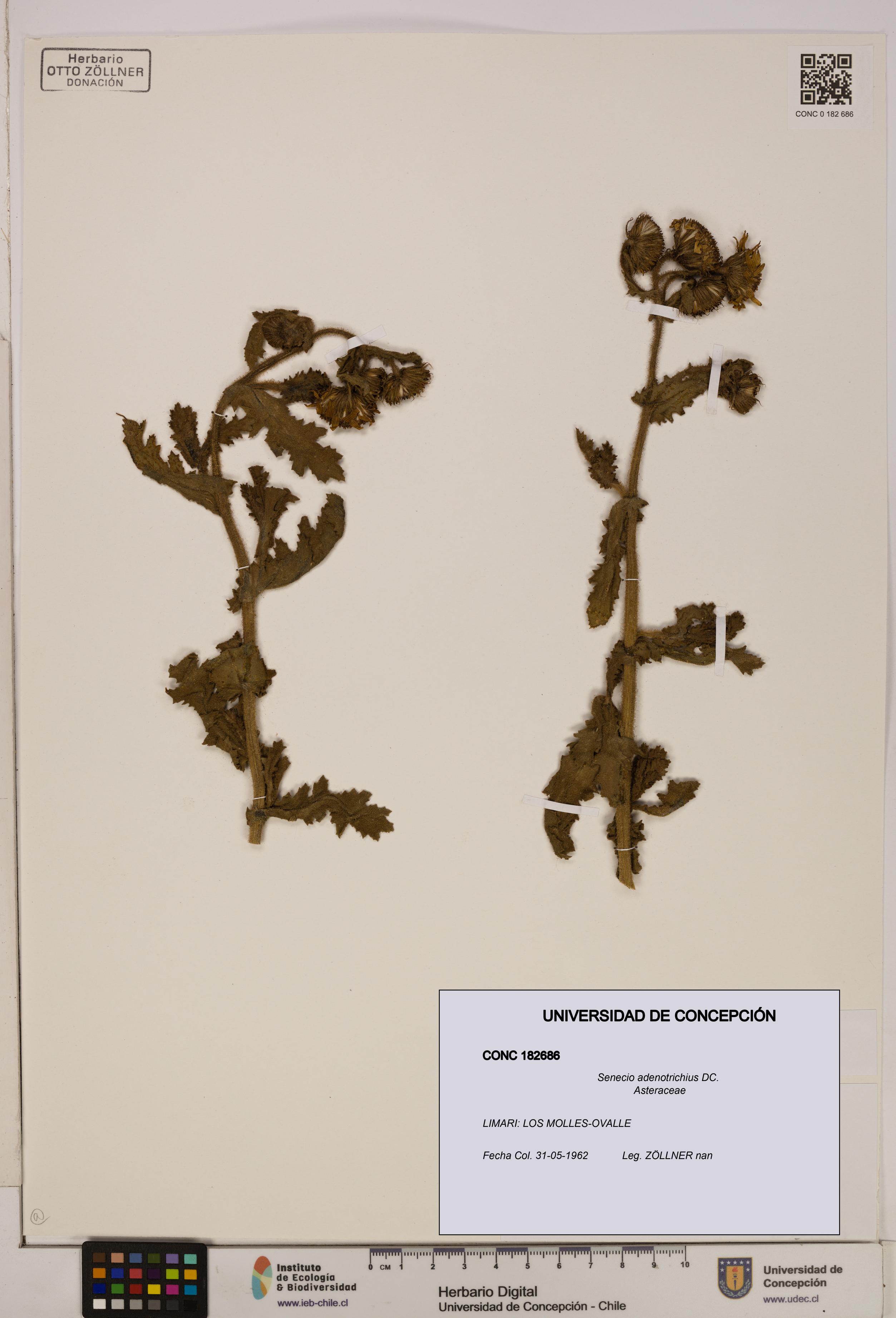 Senecio adenotrichius [Espécimen: UDEC:CONC:0182686]
