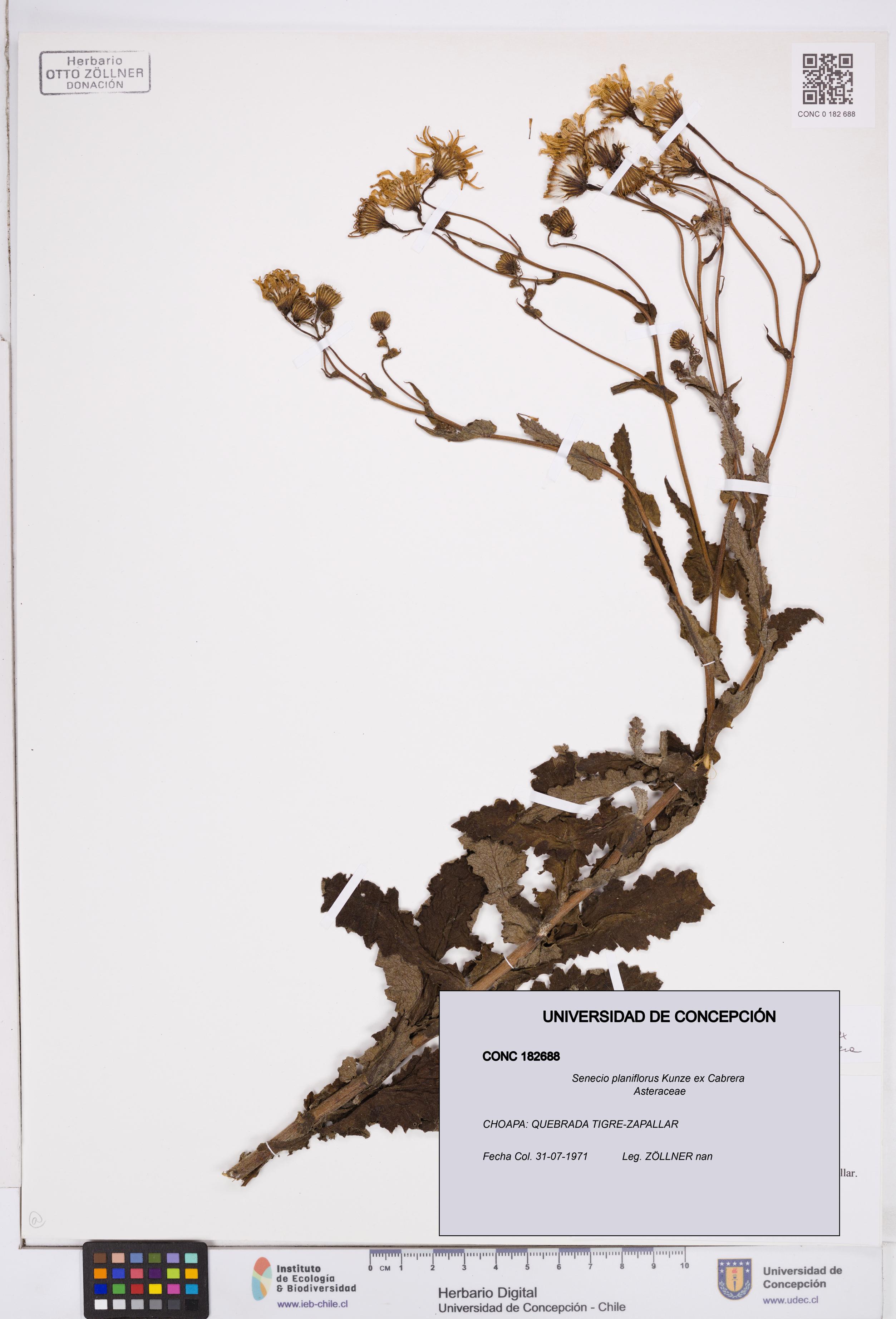 Senecio planiflorus [Espécimen: ]