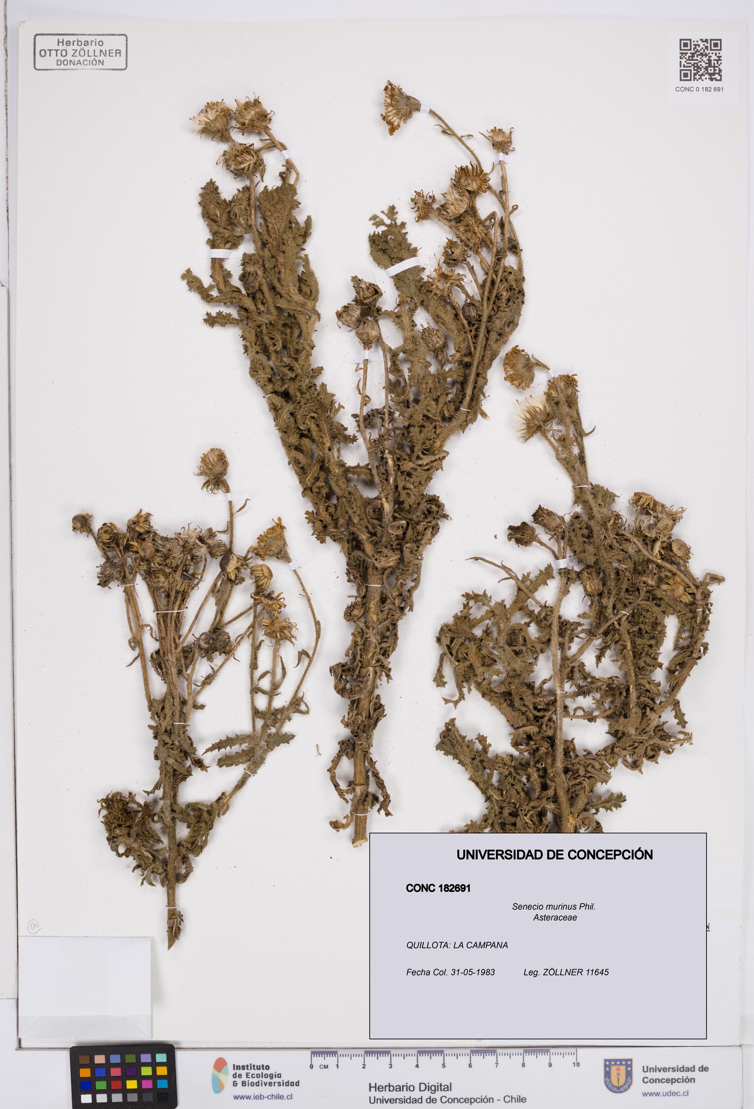 Senecio murinus [Espécimen: ]