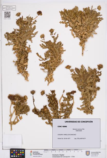 Senecio murinus [Espécimen: ]