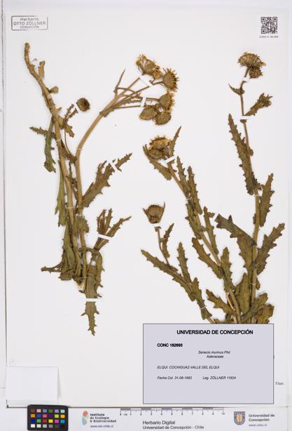 Senecio murinus [Espécimen: ]