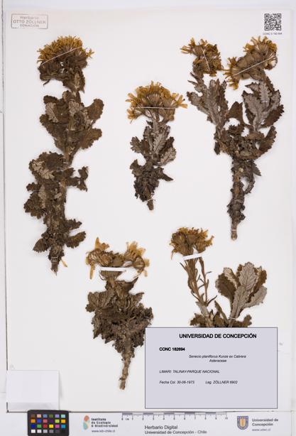 Senecio planiflorus [Espécimen: ]