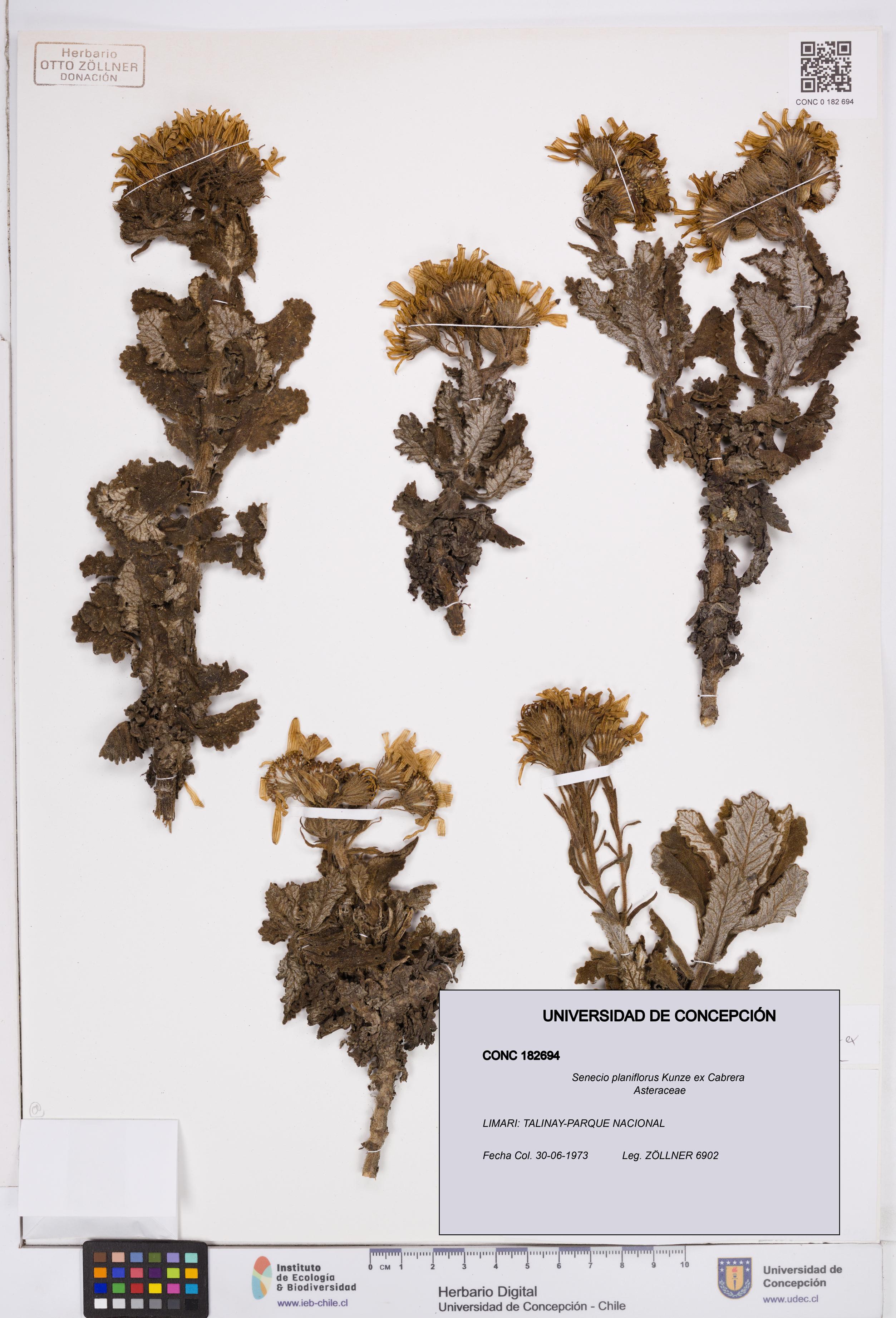 Senecio planiflorus [Espécimen: ]