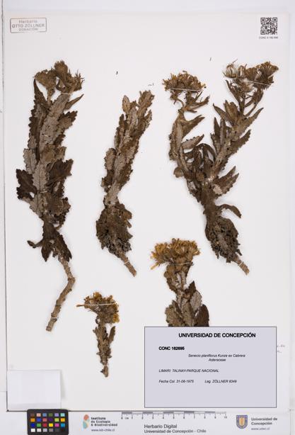 Senecio planiflorus [Espécimen: ]