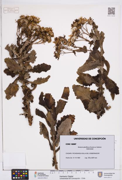 Senecio planiflorus [Espécimen: ]