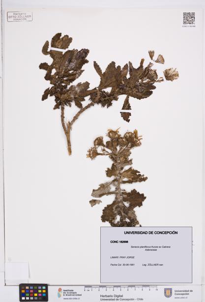 Senecio planiflorus [Espécimen: ]