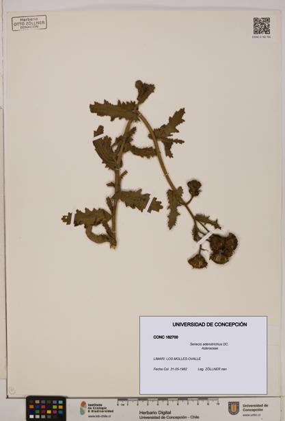 Senecio adenotrichius [Espécimen: UDEC:CONC:0182700]