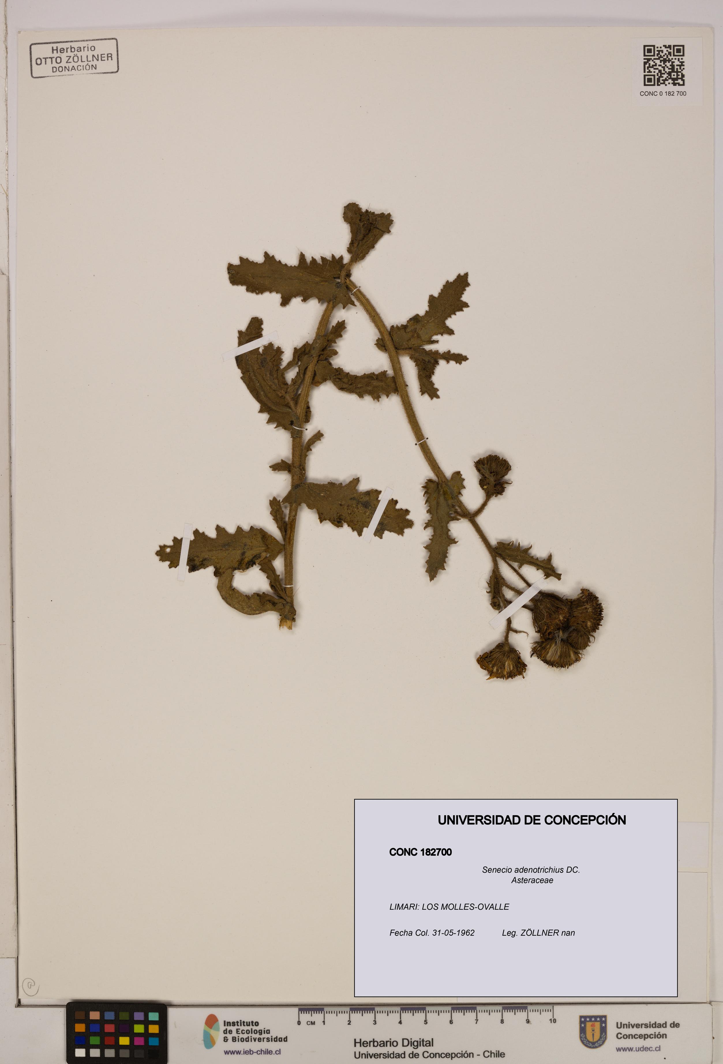 Senecio adenotrichius [Espécimen: UDEC:CONC:0182700]