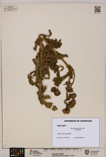 Senecio adenotrichius [Espécimen: UDEC:CONC:0182701]