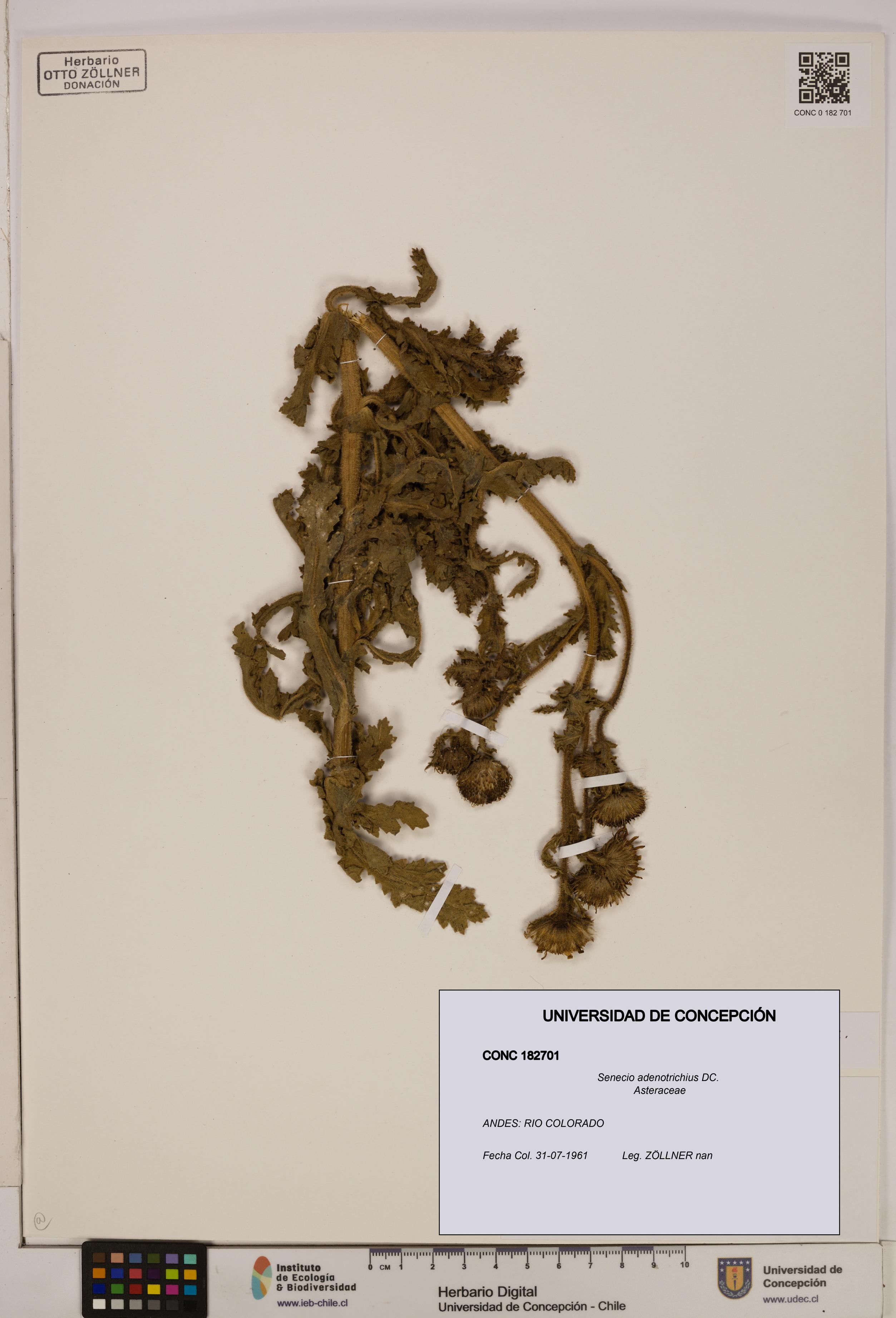 Senecio adenotrichius [Espécimen: UDEC:CONC:0182701]
