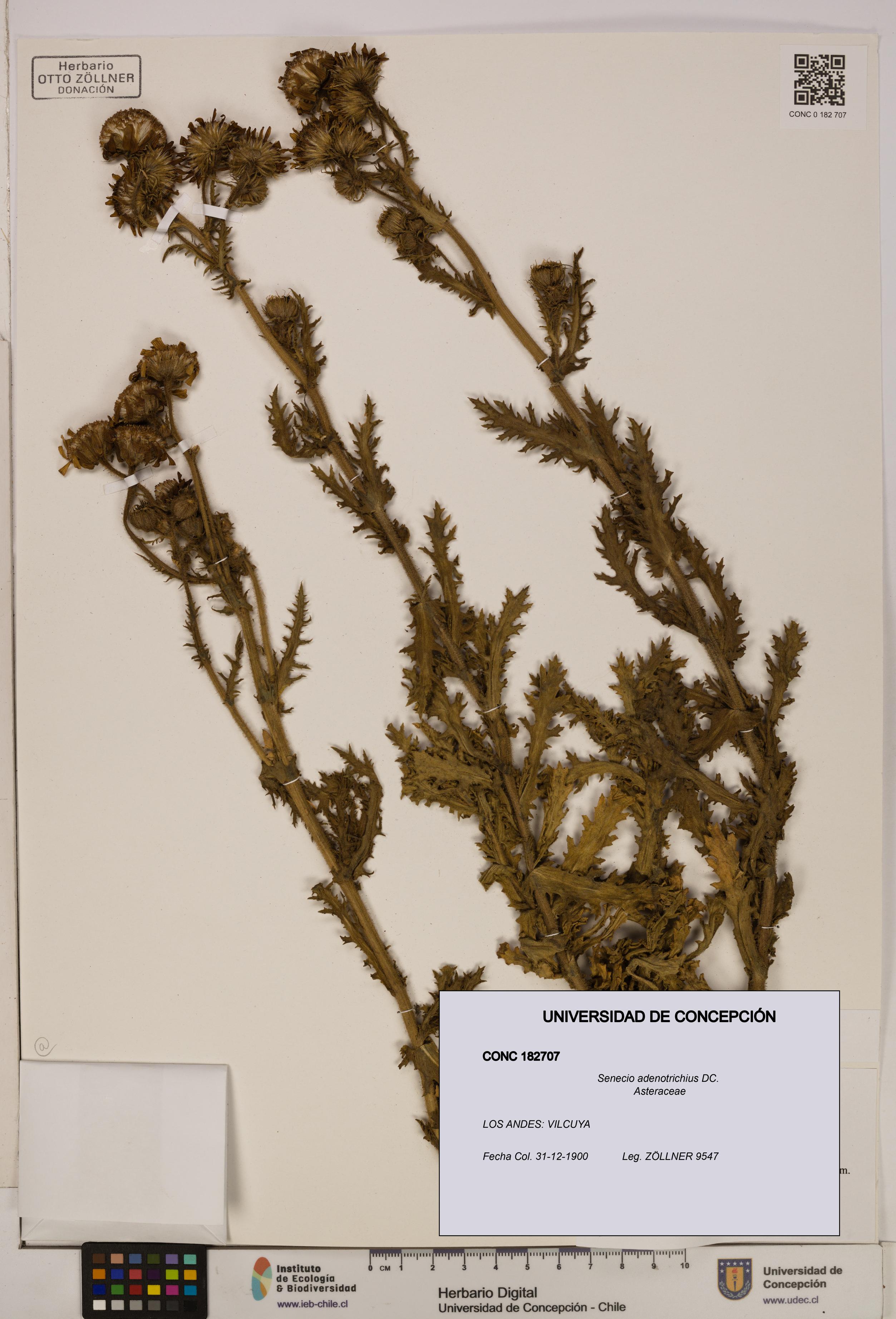 Senecio adenotrichius [Espécimen: UDEC:CONC:0182707]