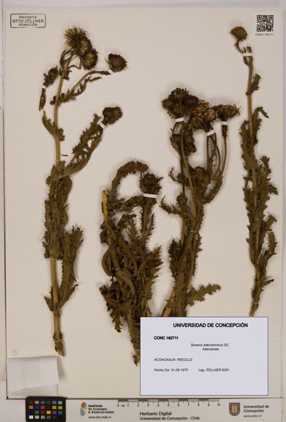 Senecio adenotrichius [Espécimen: UDEC:CONC:0182711]