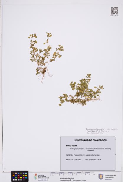 Medicago polymorpha var. confinis [Espécimen: ]