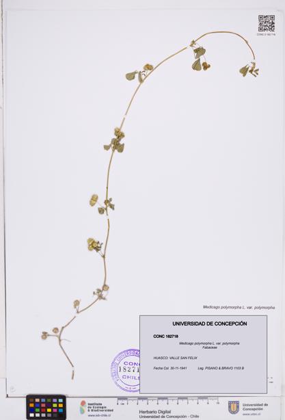 Medicago polymorpha var. polymorpha [Espécimen: ]