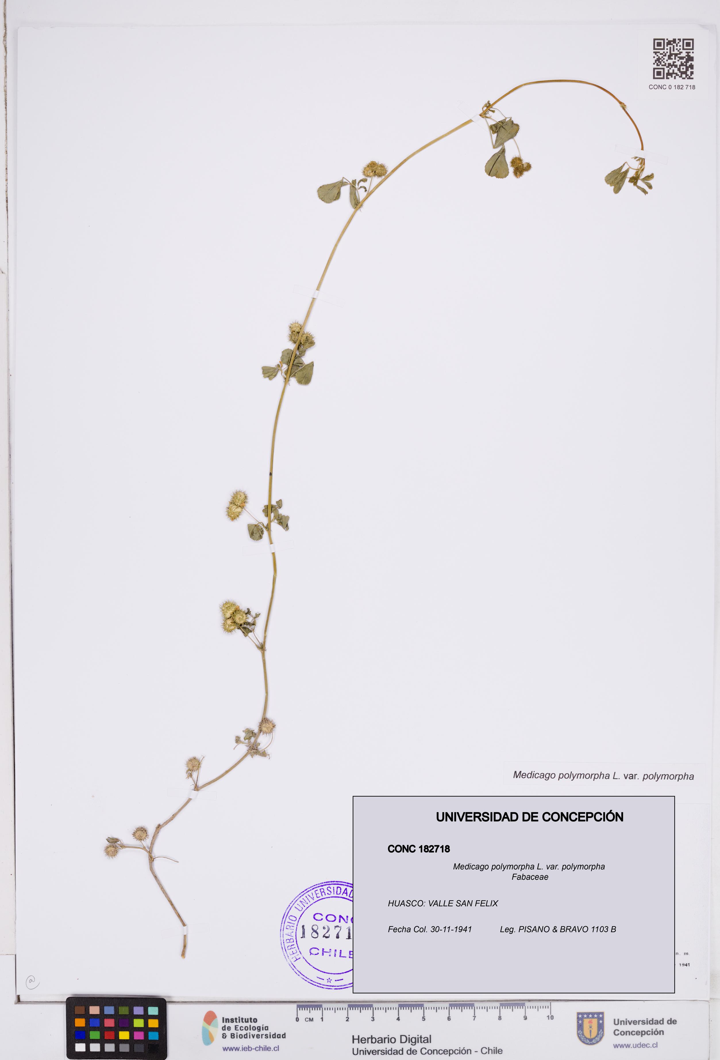 Medicago polymorpha var. polymorpha [Espécimen: ]