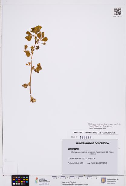 Medicago polymorpha var. confinis [Espécimen: ]