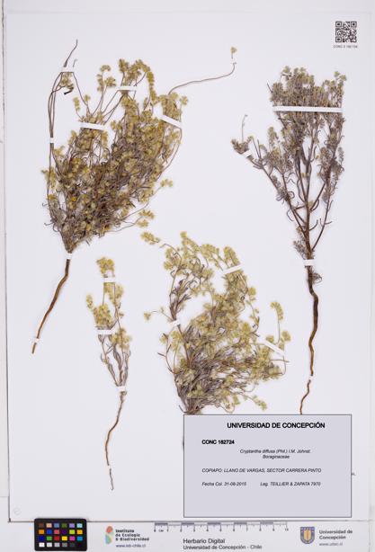 Cryptantha diffusa [Espécimen: ]