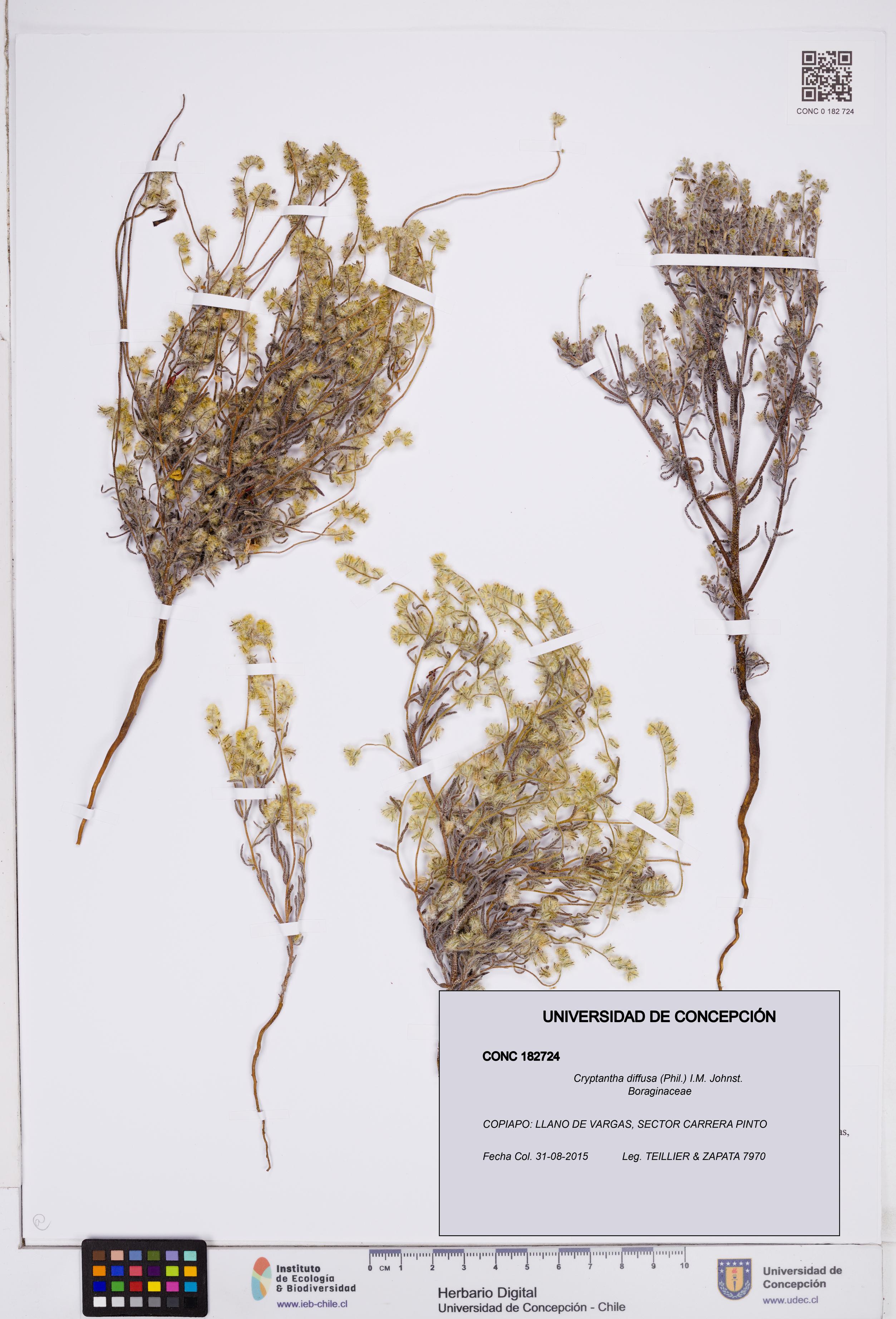 Cryptantha diffusa [Espécimen: ]