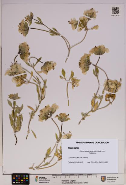 Cruckshanksia hymenodon [Espécimen: UDEC:CONC:0182728]