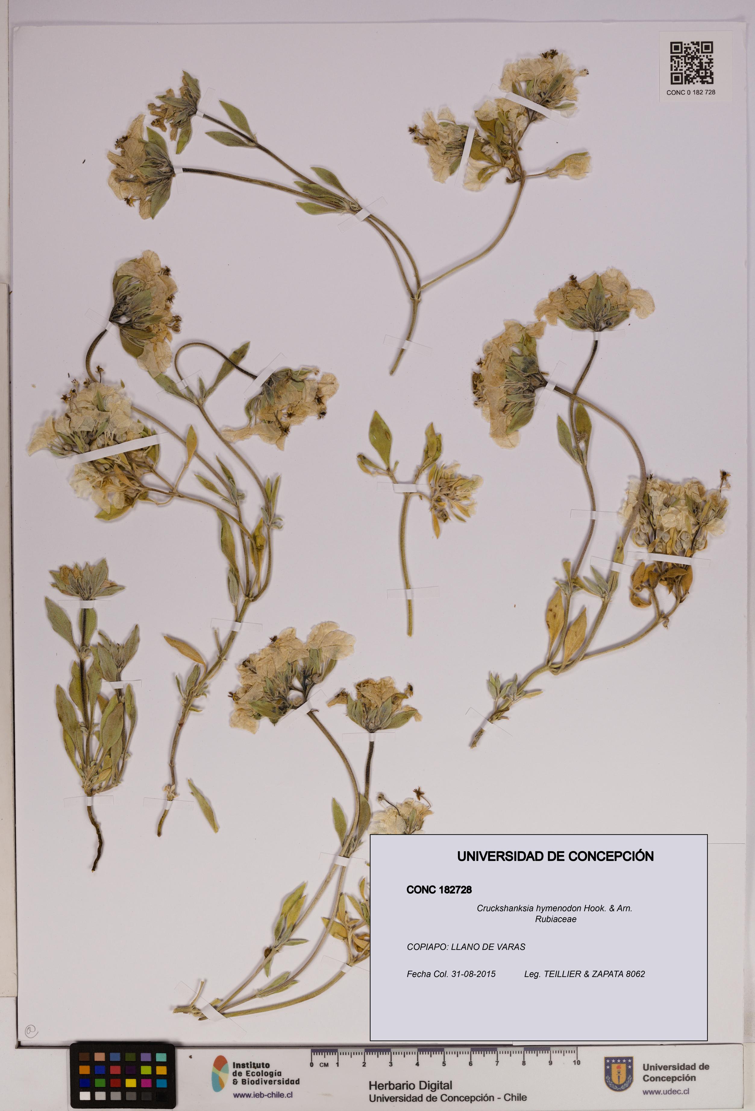 Cruckshanksia hymenodon [Espécimen: UDEC:CONC:0182728]