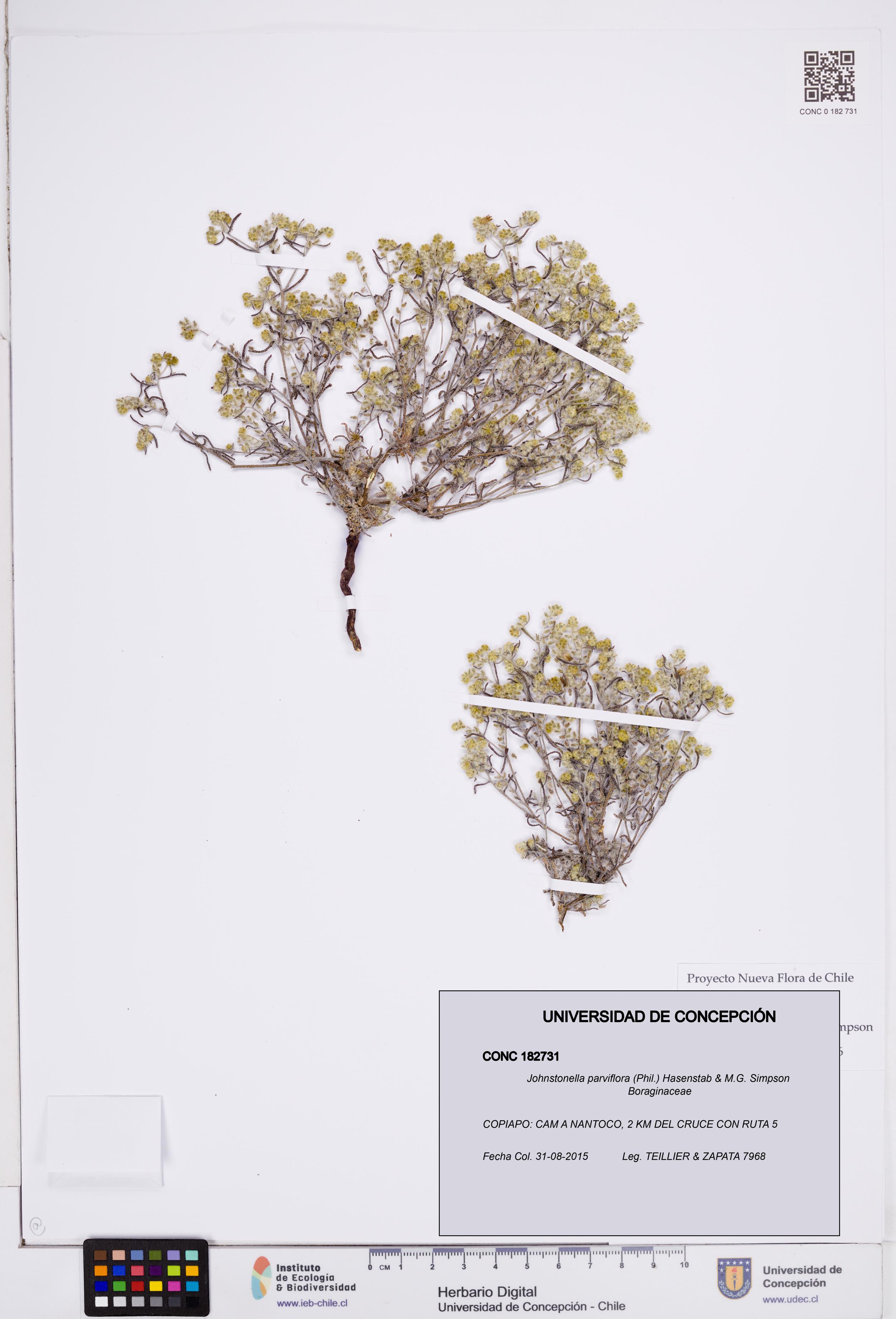 Johnstonella parviflora [Espécimen: ]