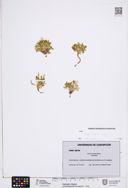 Viola truncata [Espécimen: ]