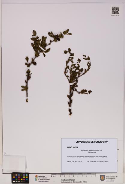 Myoschilos oblongus [Espécimen: UDEC:CONC:0182738]