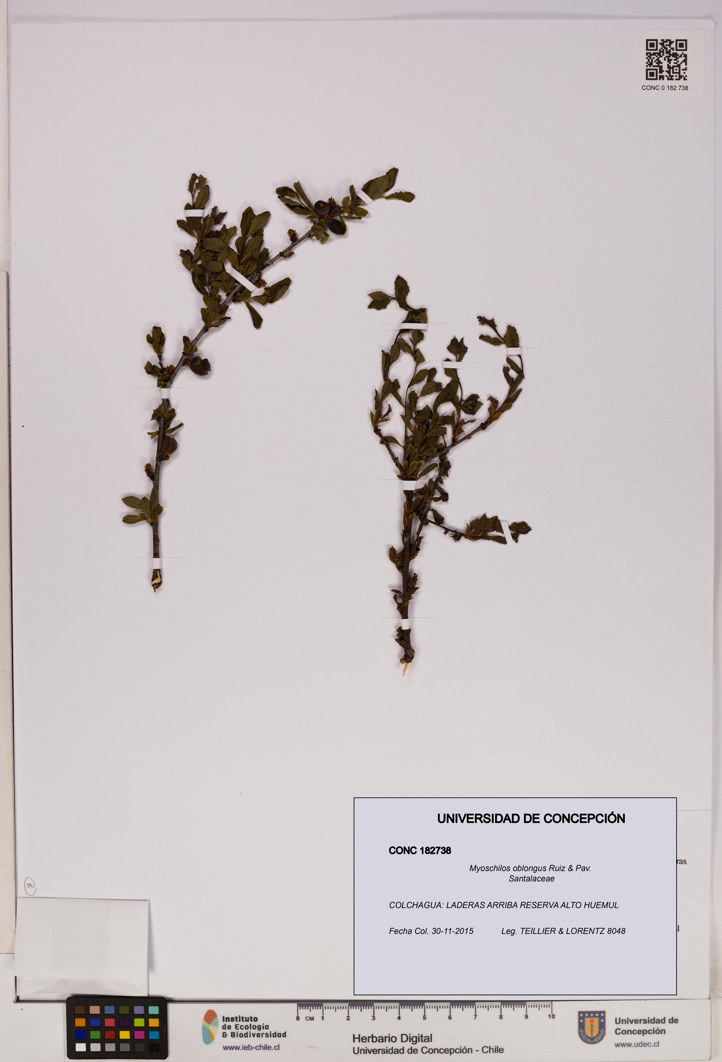 Myoschilos oblongus [Espécimen: UDEC:CONC:0182738]