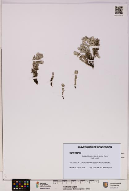 Belloa chilensis [Espécimen: UDEC:CONC:0182742]