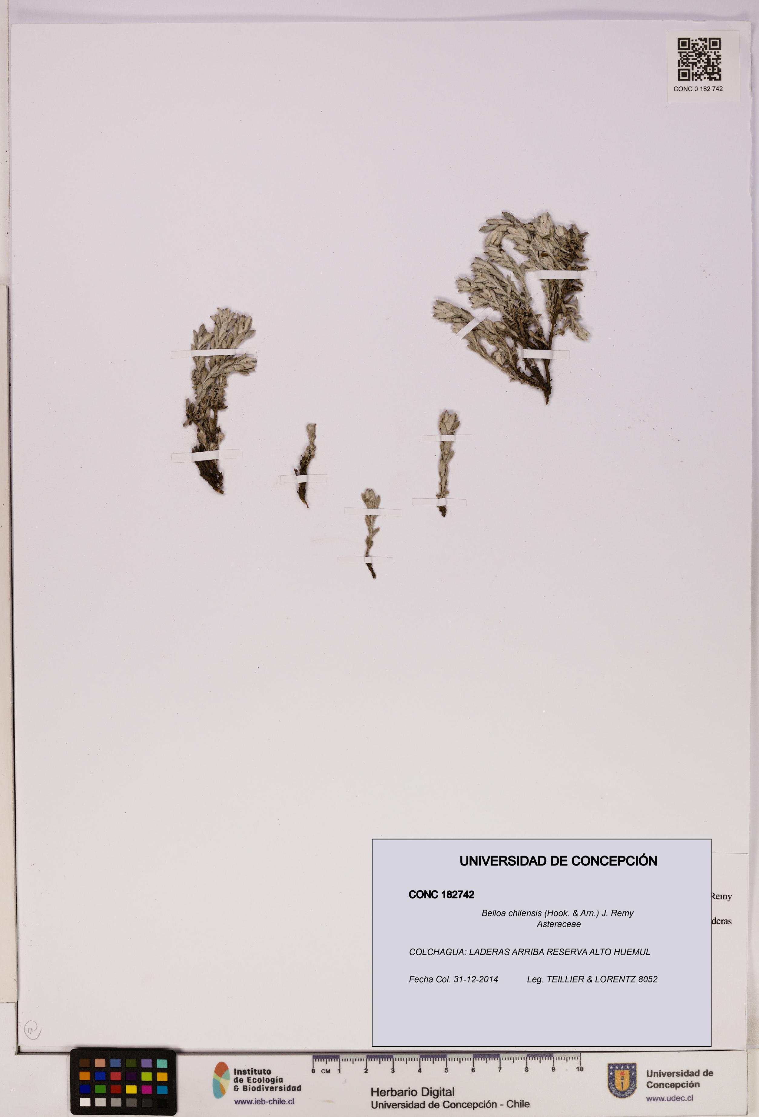 Belloa chilensis [Espécimen: UDEC:CONC:0182742]
