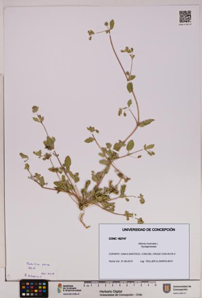 Allionia incarnata [Espécimen: UDEC:CONC:0182747]