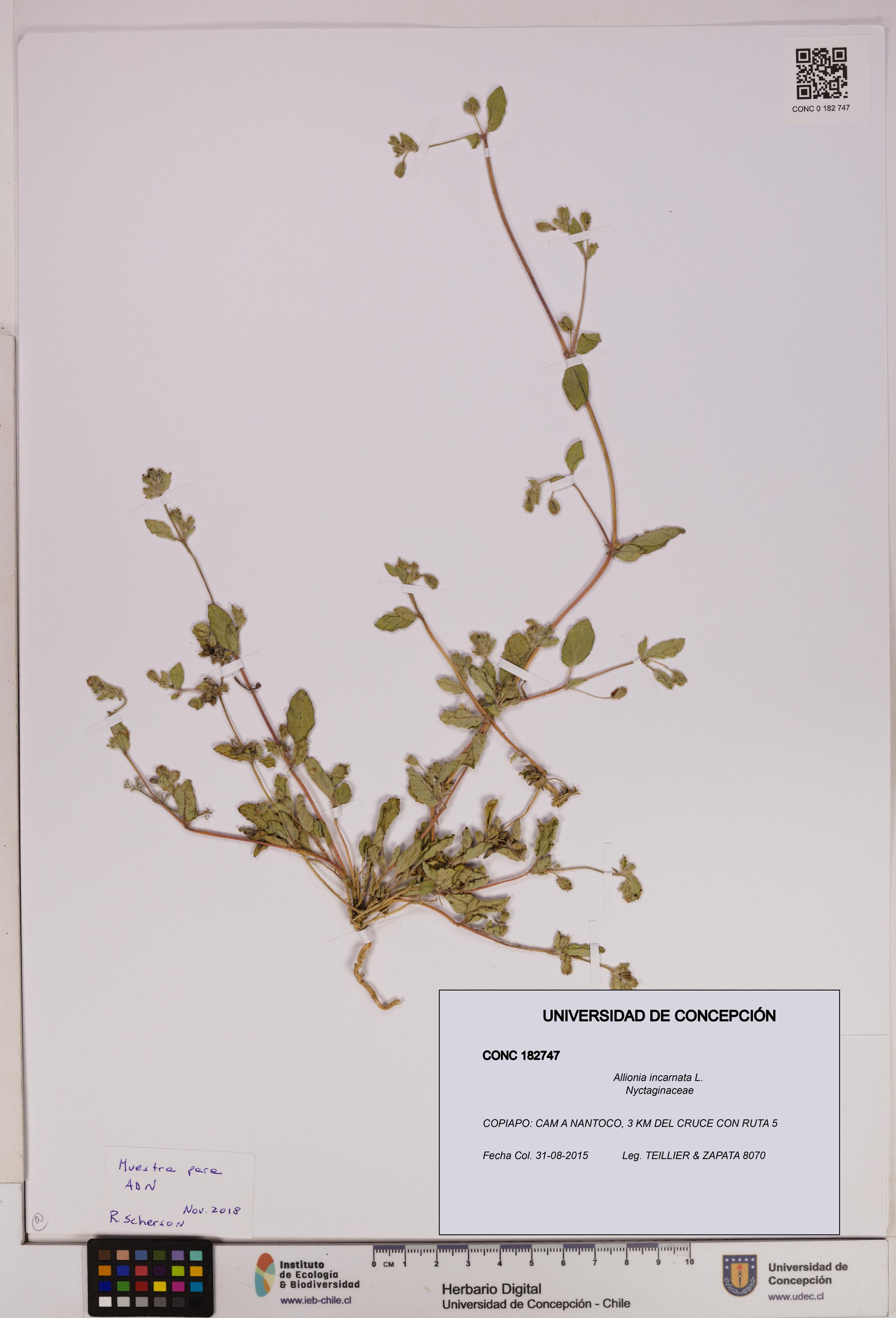 Allionia incarnata [Espécimen: UDEC:CONC:0182747]