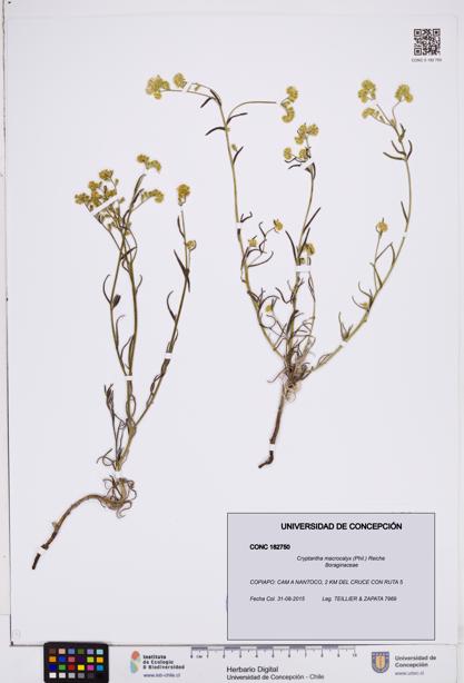 Cryptantha macrocalyx [Espécimen: ]