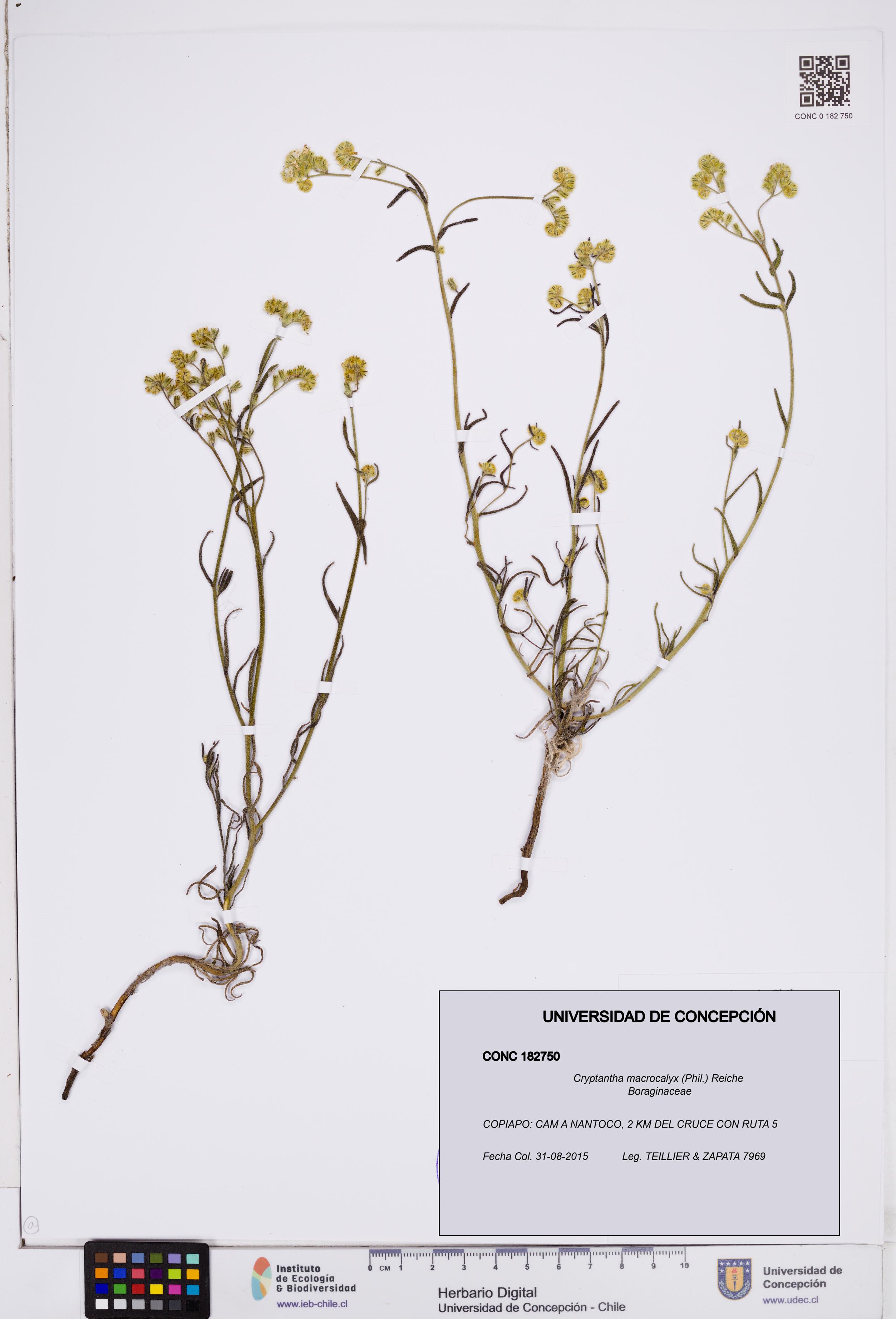 Cryptantha macrocalyx [Espécimen: ]
