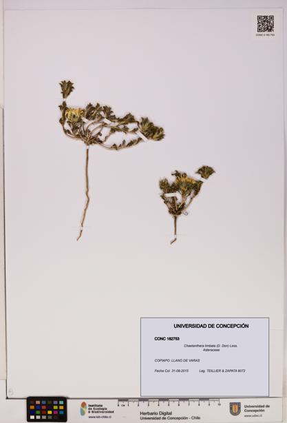 Chaetanthera limbata [Espécimen: UDEC:CONC:0182753]