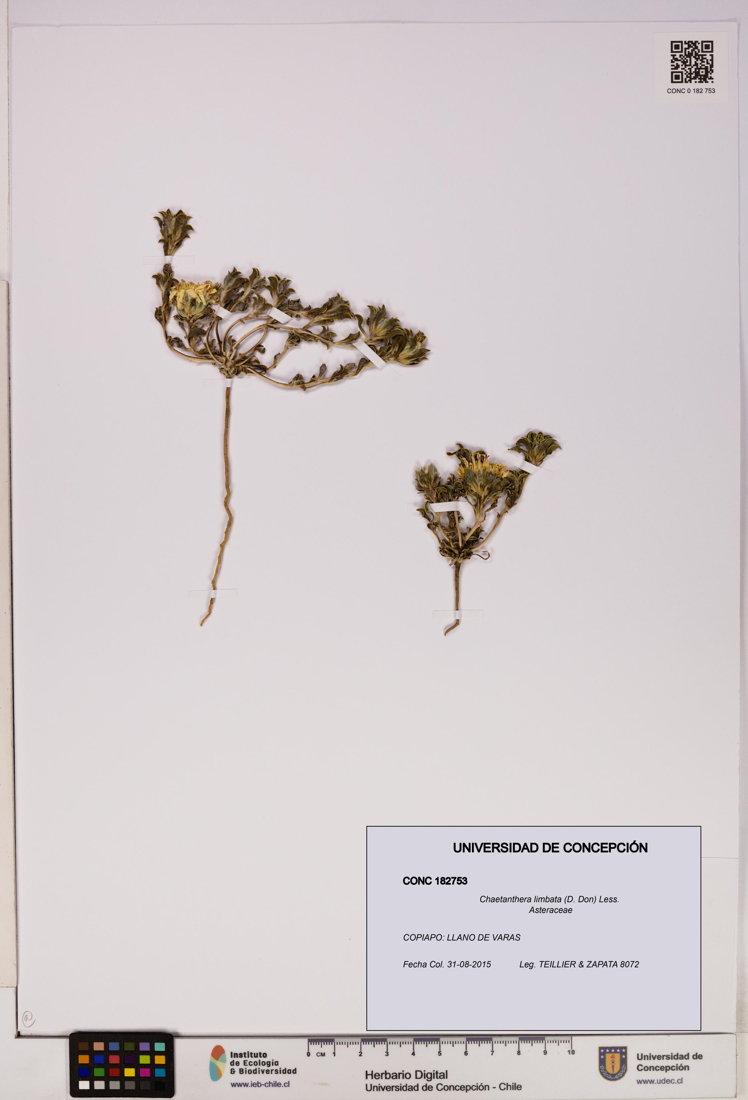 Chaetanthera limbata [Espécimen: UDEC:CONC:0182753]